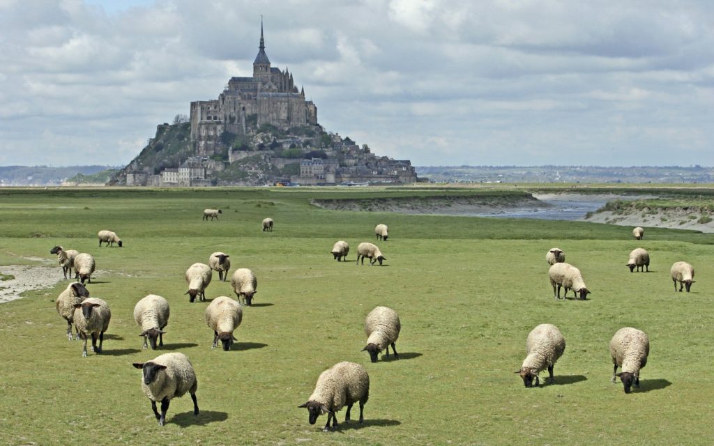 The Mont Saint-Michel and its sheep
