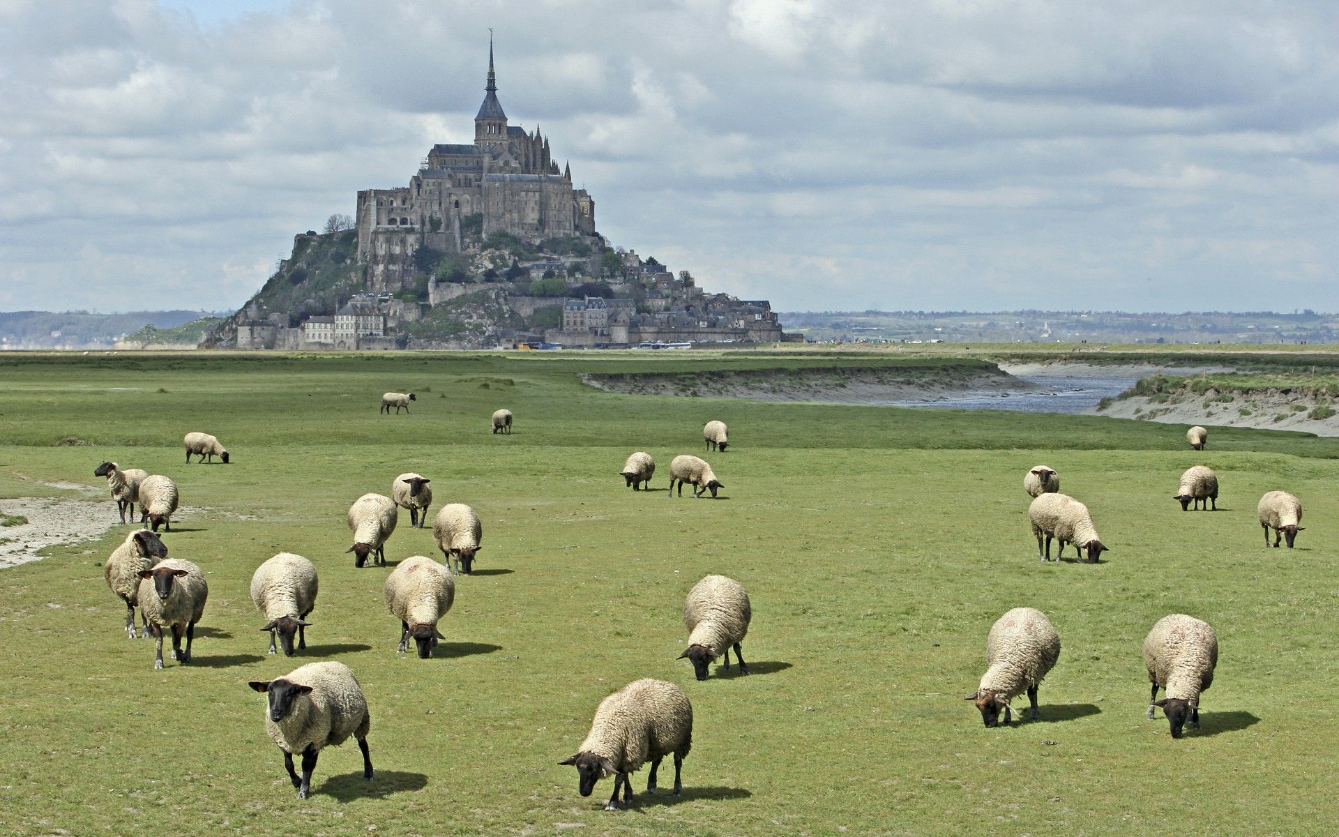 Moutons de pré-salés du Mont Saint-Michel, photographie